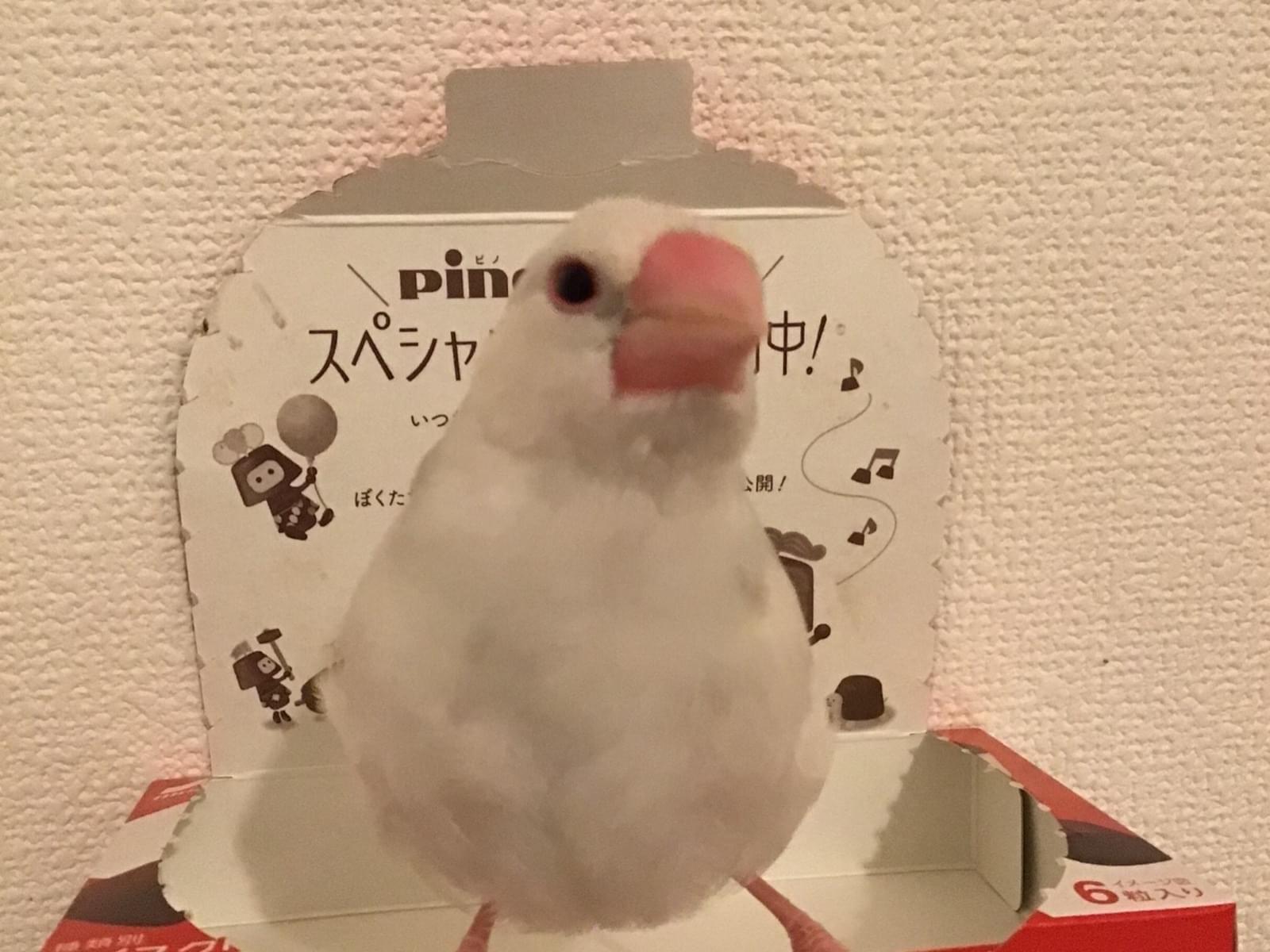 ピノちゃん ピノちゃん