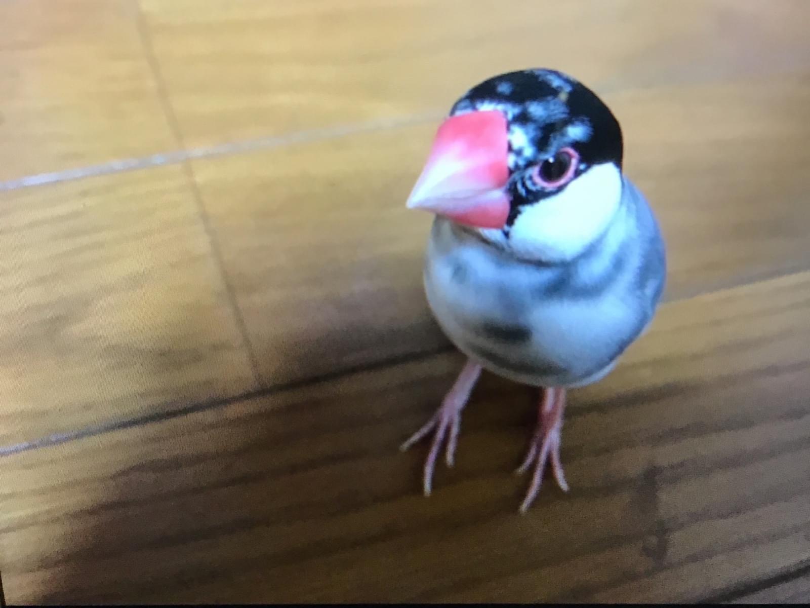 ブンちゃん ブンちゃん