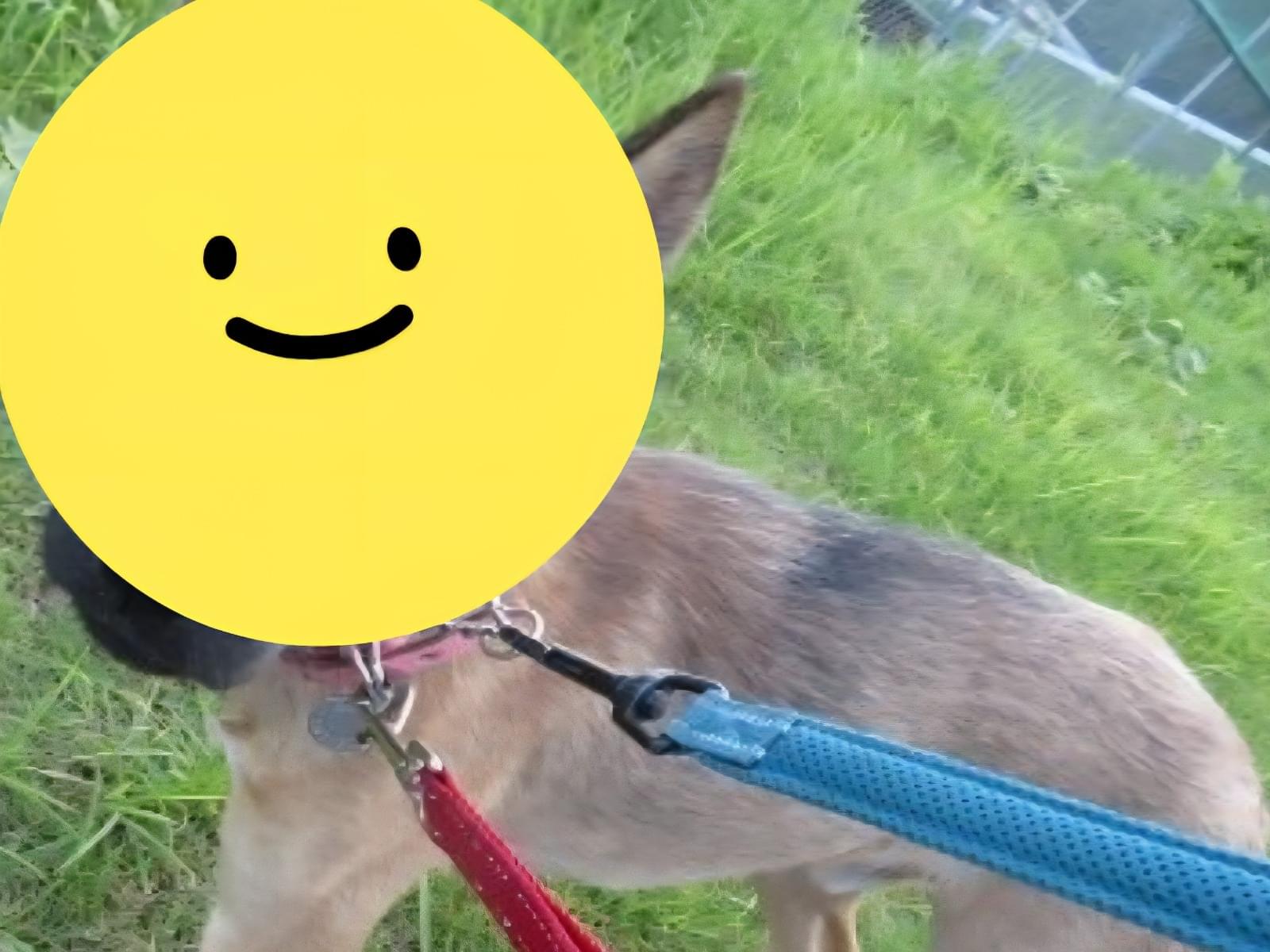 目撃された犬 目撃された犬