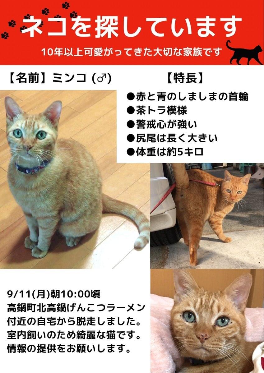 赤青の首輪を着けた茶トラ猫を探しています