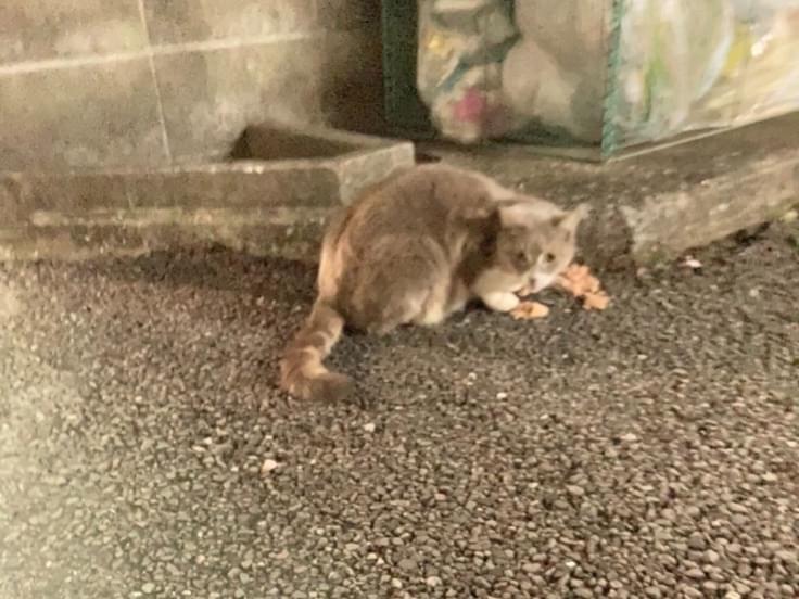 目撃された猫 目撃された猫