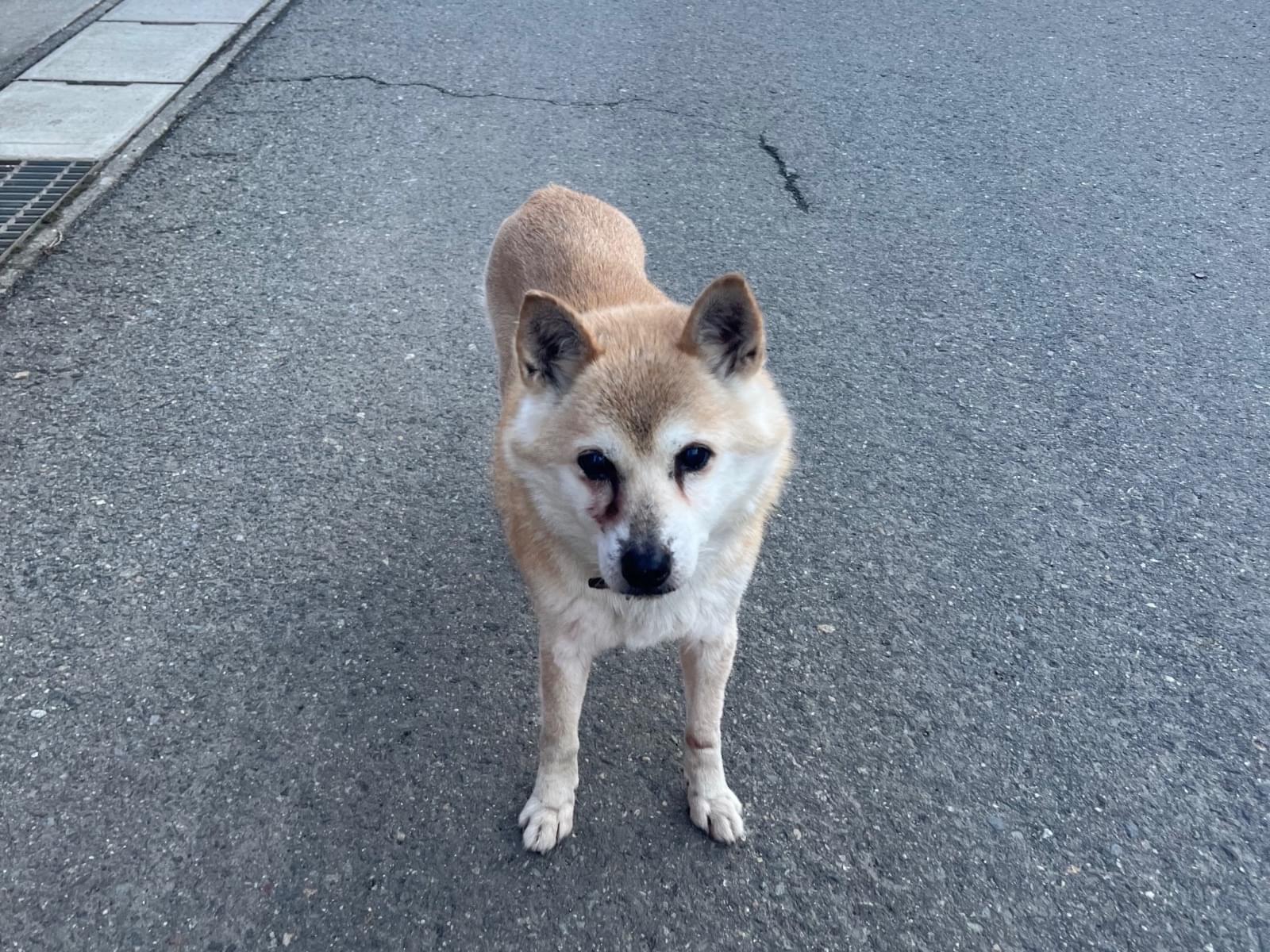 保護された犬 保護された犬