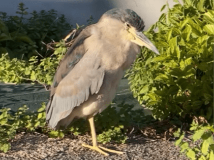 目撃された鳥 目撃された鳥