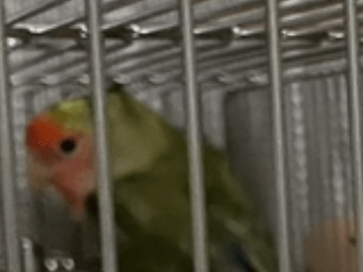ウメちゃん ウメちゃん
