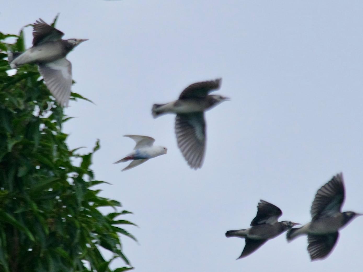 目撃された鳥 目撃された鳥
