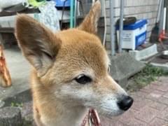 さくらちゃん さくらちゃん
