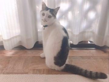 ふくちゃん ふくちゃん