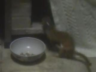 目撃されたペット 目撃されたペット
