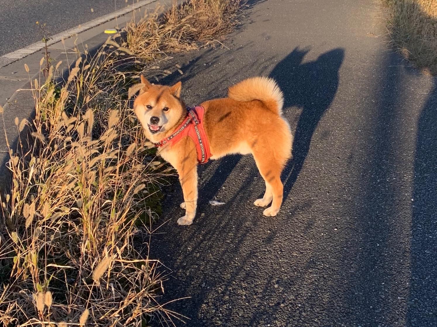 目撃された犬 目撃された犬