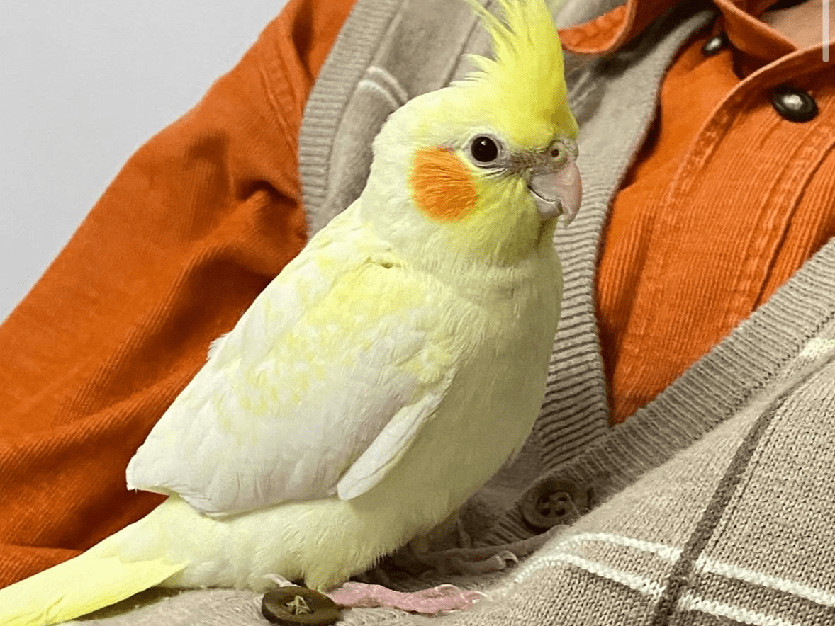 ピッピちゃん ピッピちゃん
