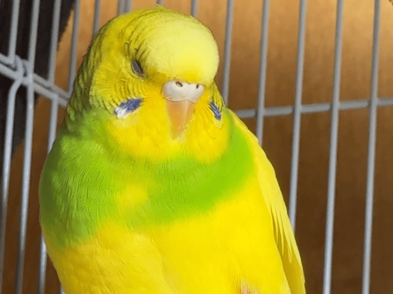 ぱくちゃん ぱくちゃん