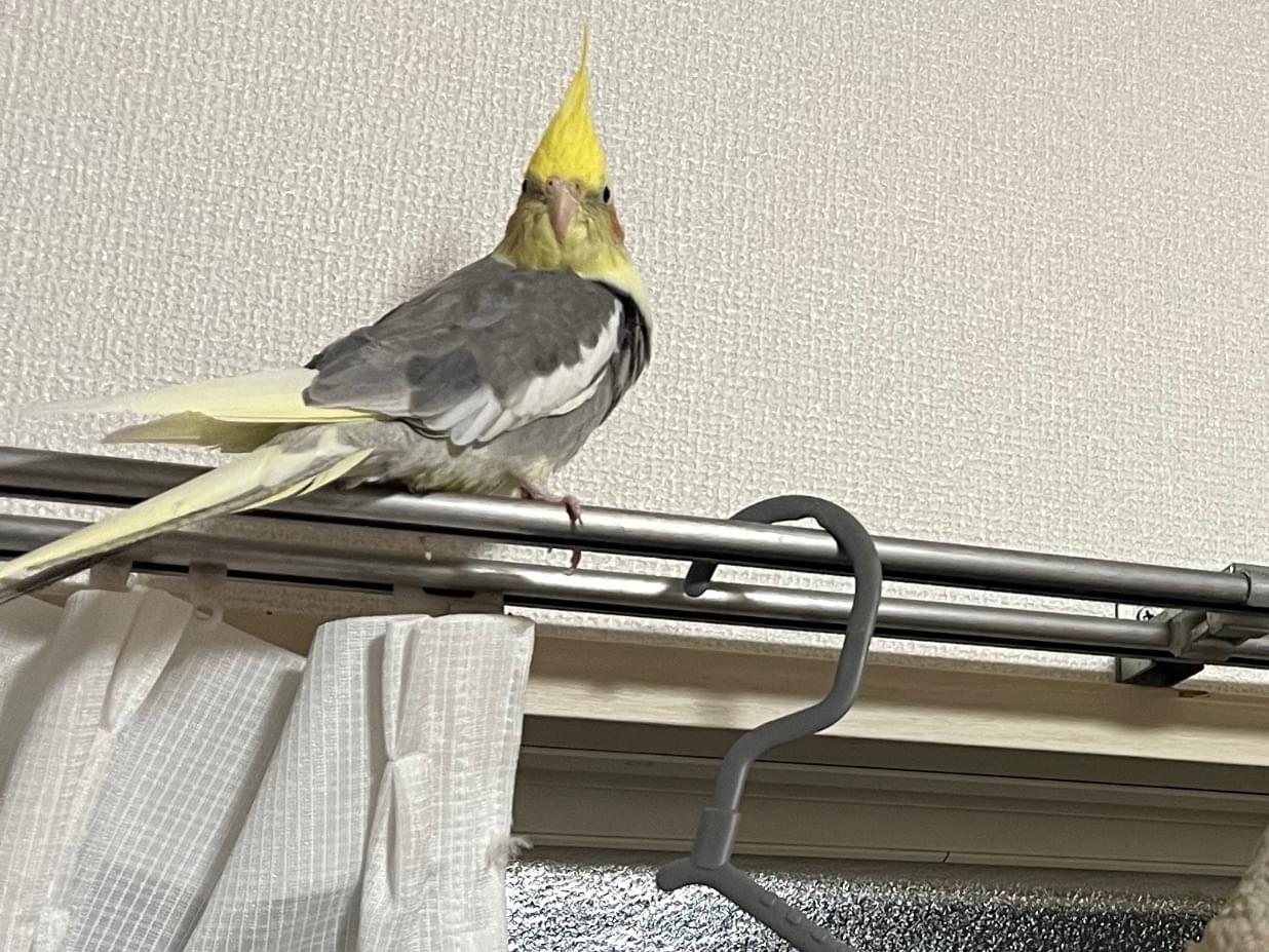 ぱぴこちゃん ぱぴこちゃん