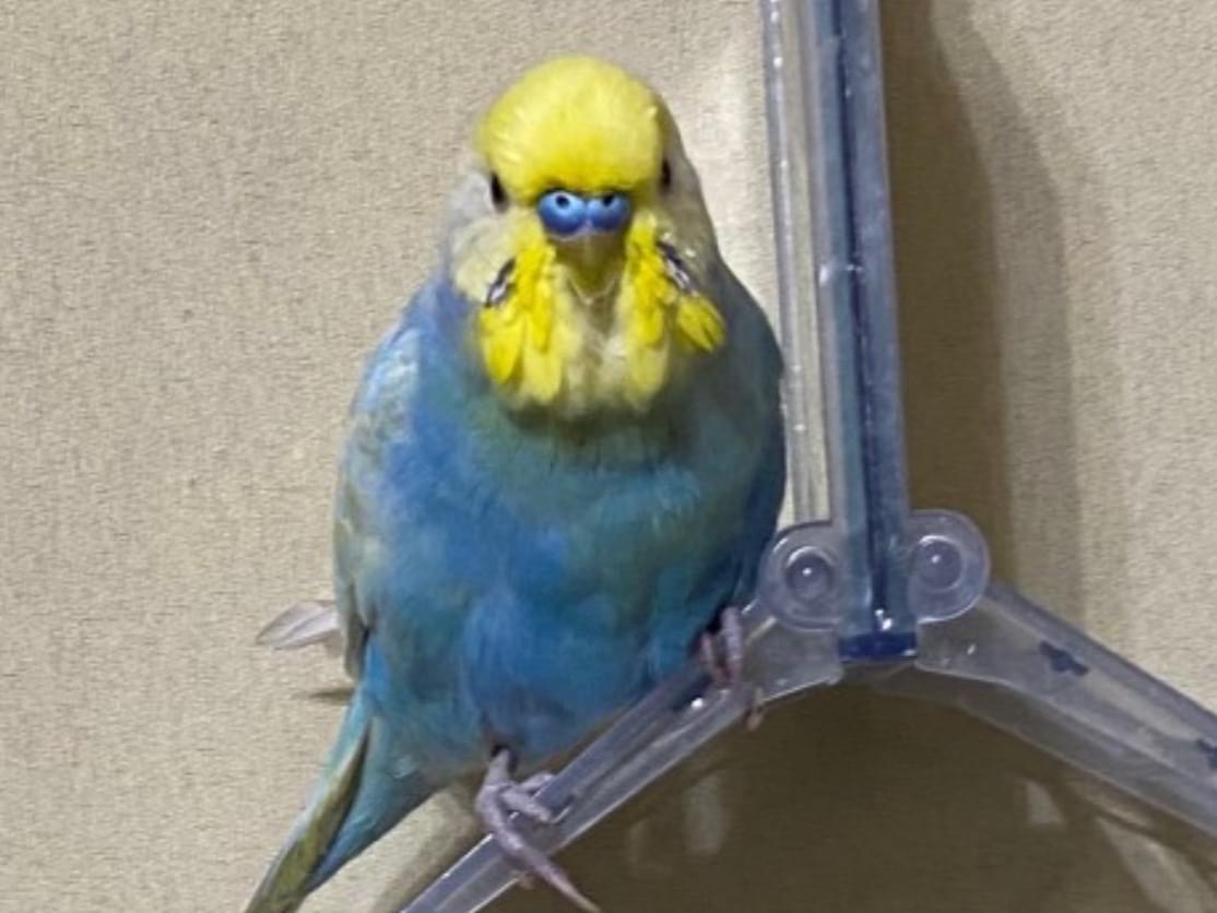 ピュアちゃん ピュアちゃん