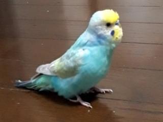 レンちゃん レンちゃん