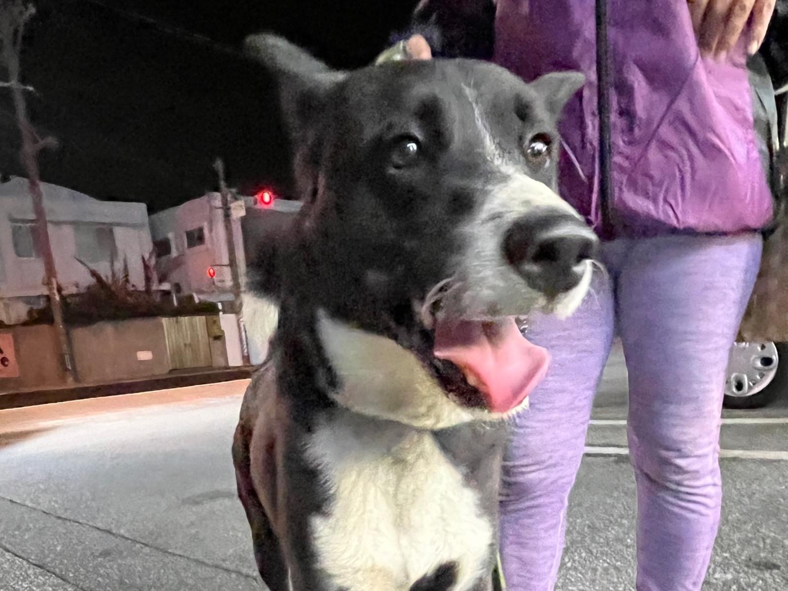 保護された犬 保護された犬