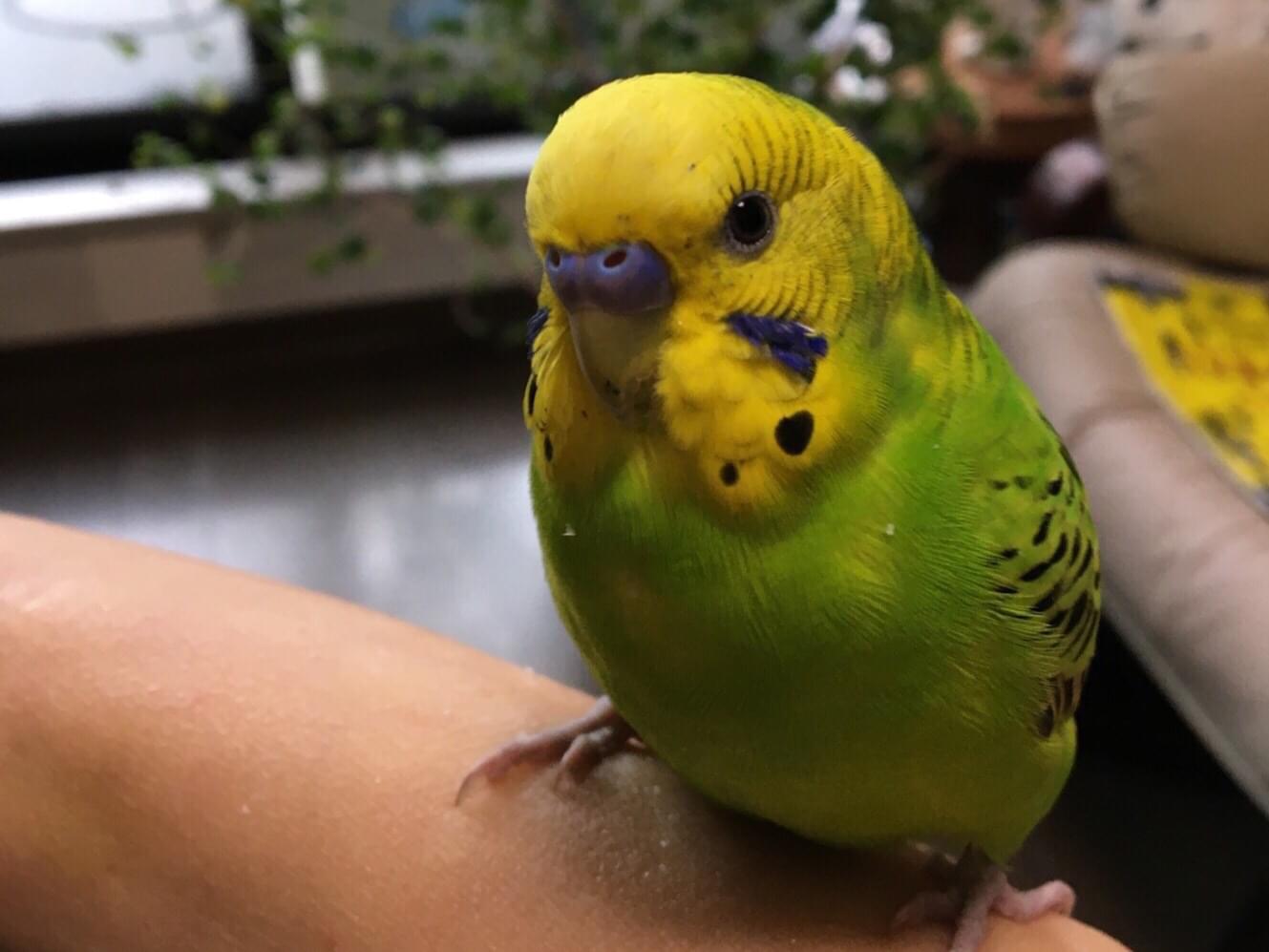 保護された鳥 保護された鳥
