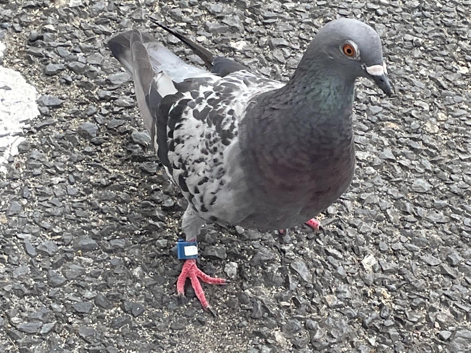 目撃された鳥 目撃された鳥
