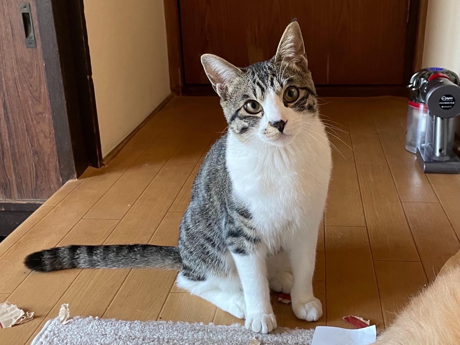 シンバちゃん シンバちゃん