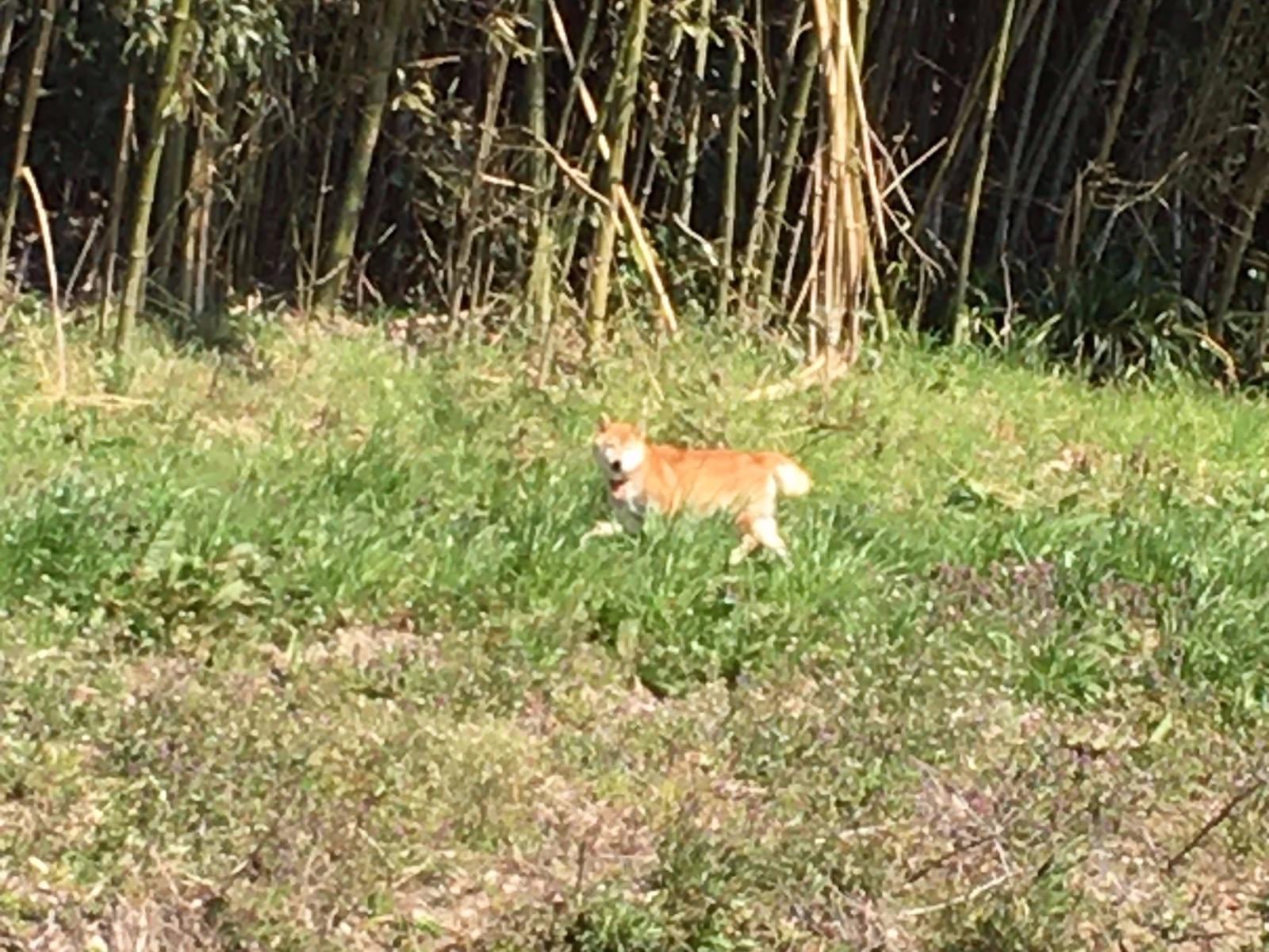 目撃された犬 目撃された犬