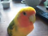 ルルちゃん ルルちゃん