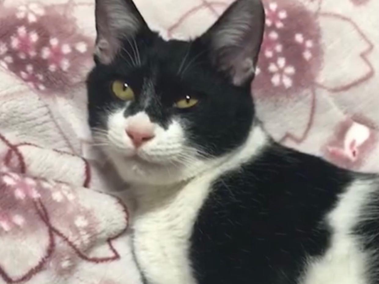 保護された猫 保護された猫