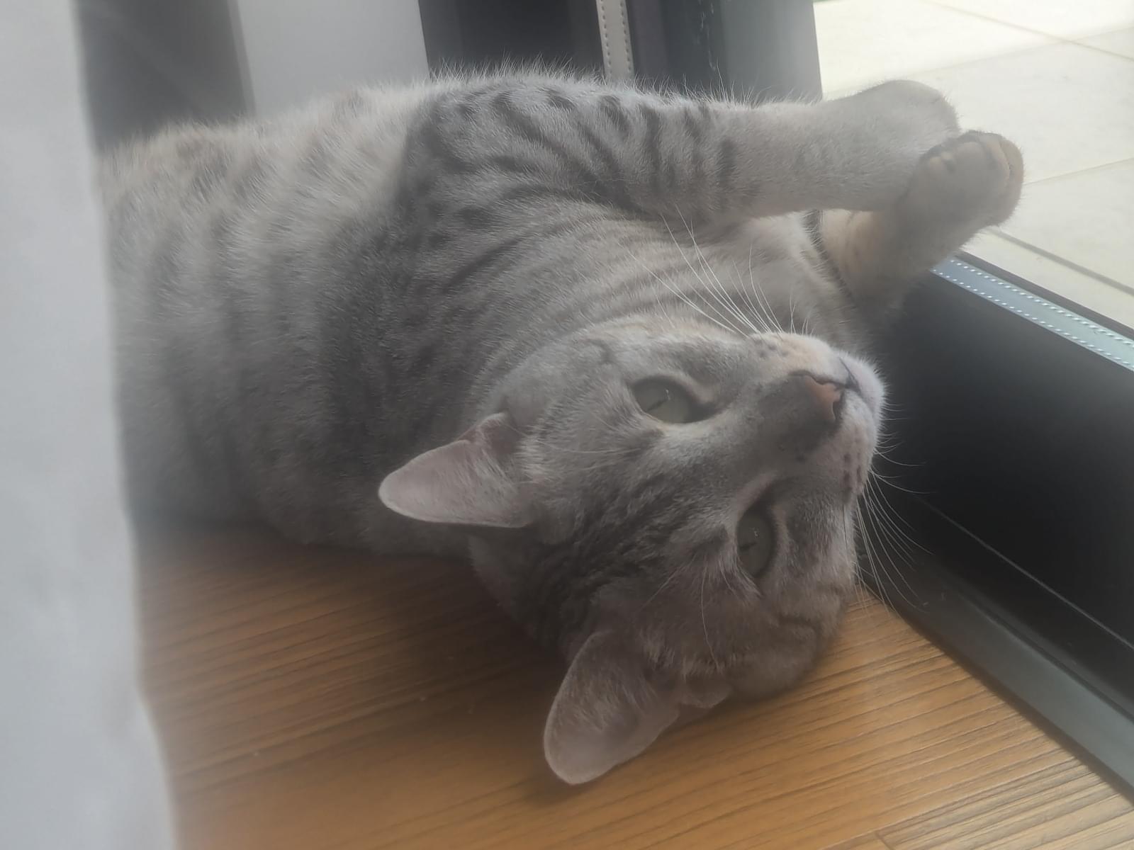 保護された猫 保護された猫