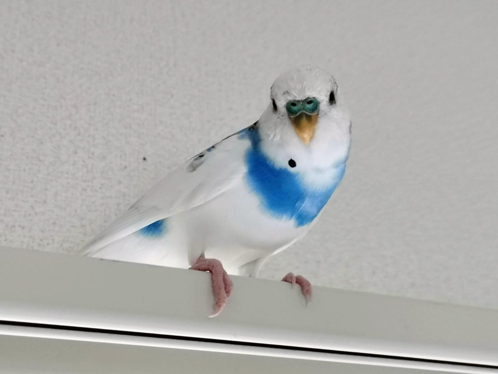 ぴーちゃん ぴーちゃん