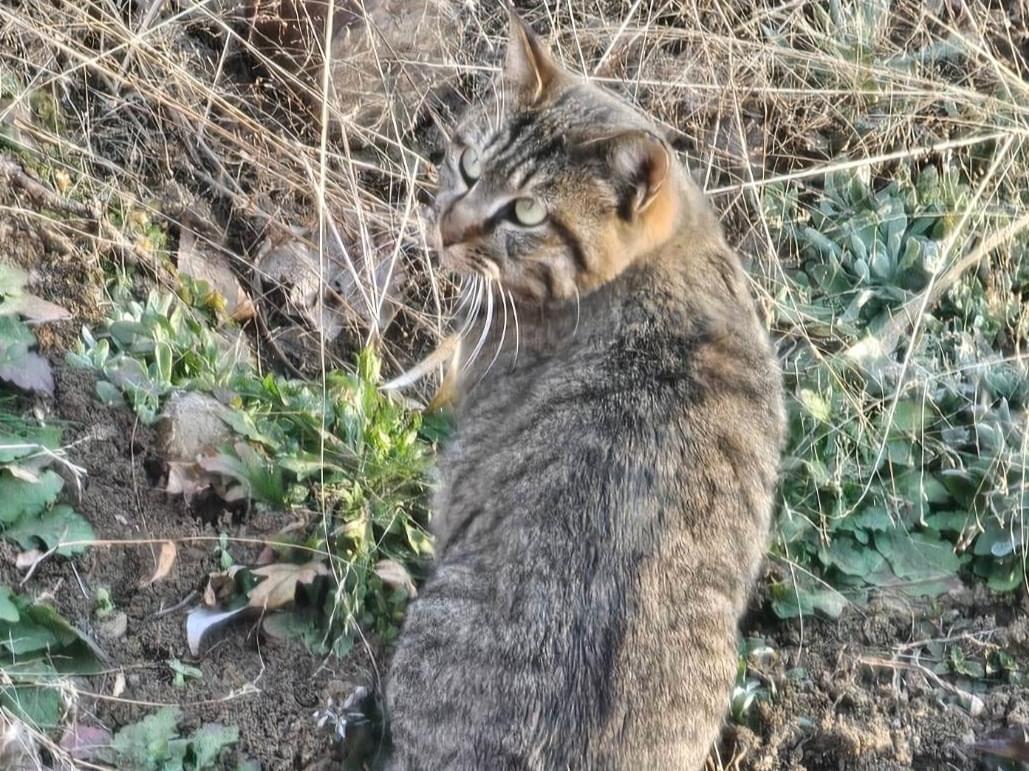 目撃された猫 目撃された猫