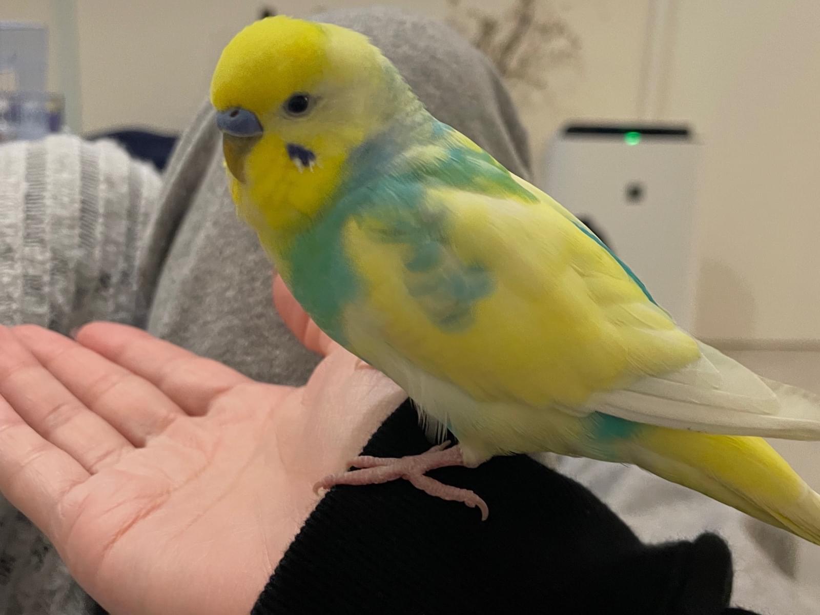 ピッピちゃん ピッピちゃん