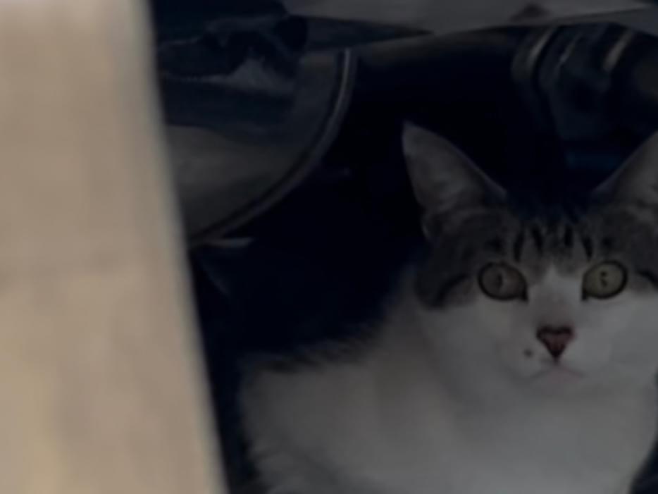 目撃された猫