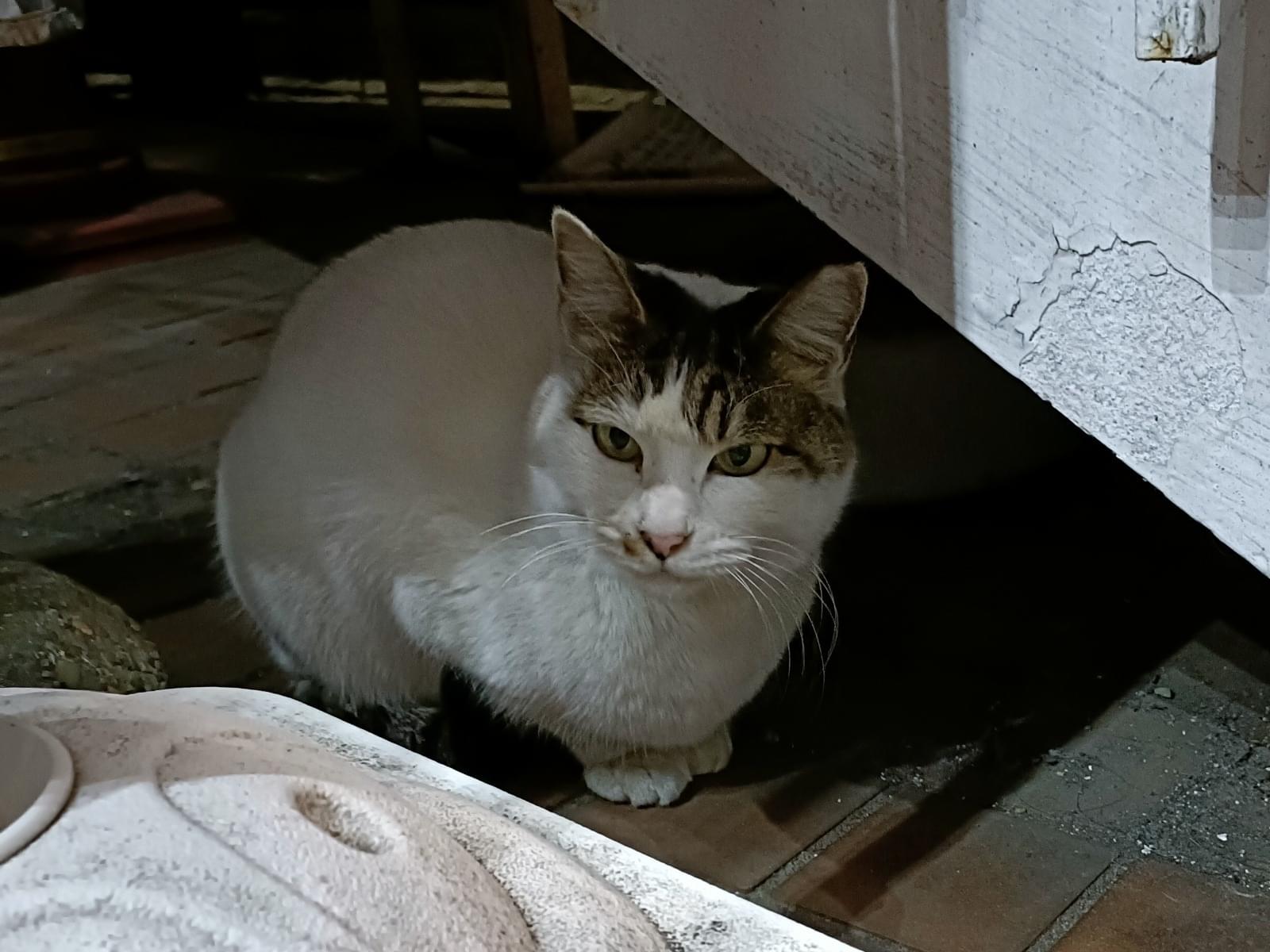 目撃された猫 目撃された猫