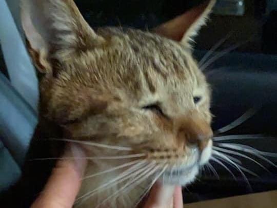 保護された猫 保護された猫