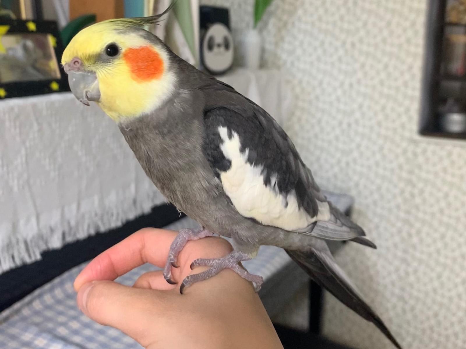ラムネちゃん ラムネちゃん