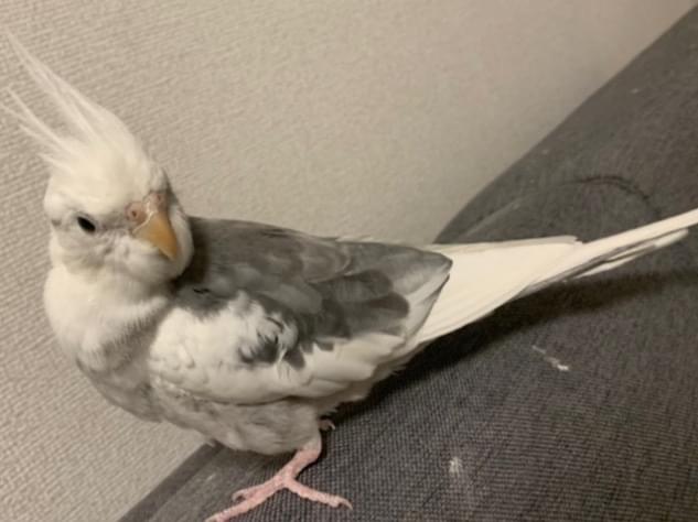 ニコちゃん ニコちゃん