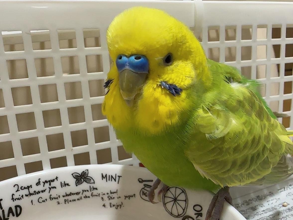 保護された鳥 保護された鳥