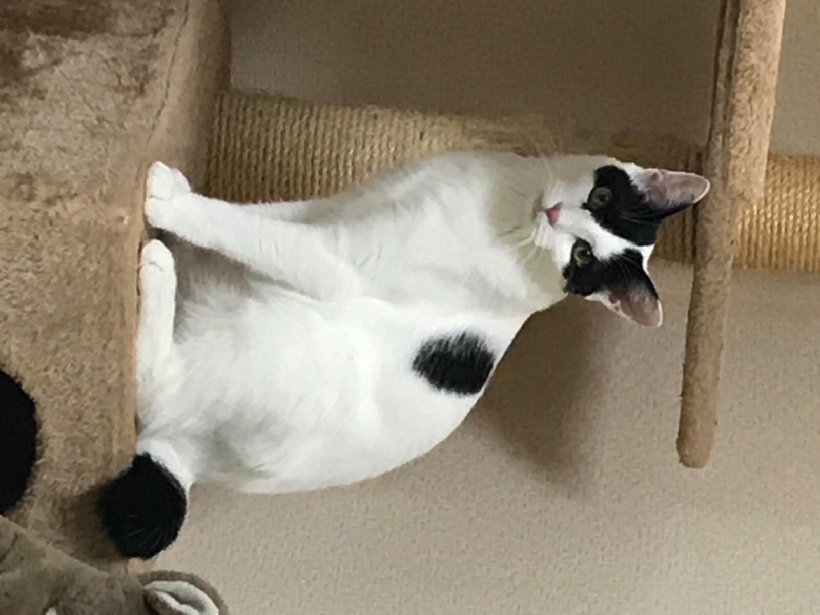 みるくちゃん みるくちゃん