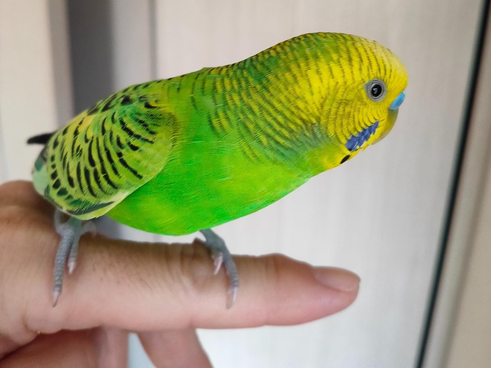 保護された鳥 保護された鳥