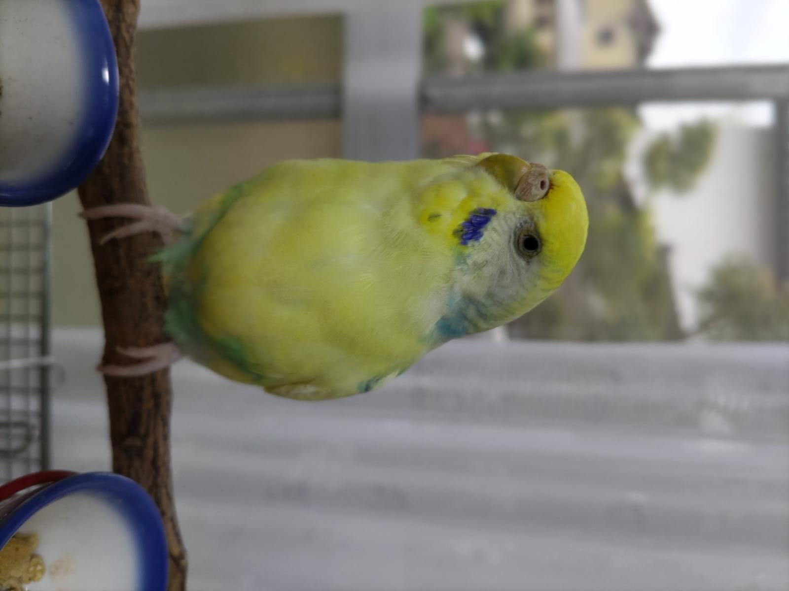 ちびこちゃん ちびこちゃん