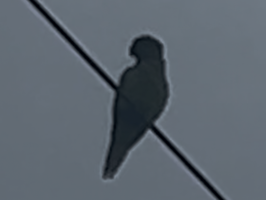 目撃された鳥