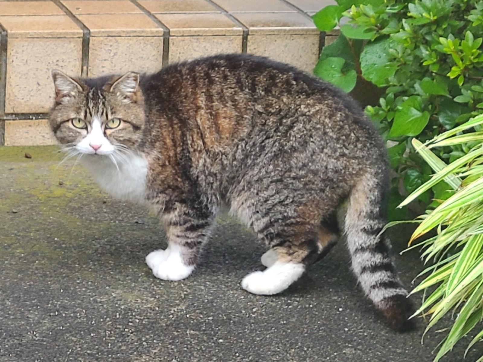 目撃された猫