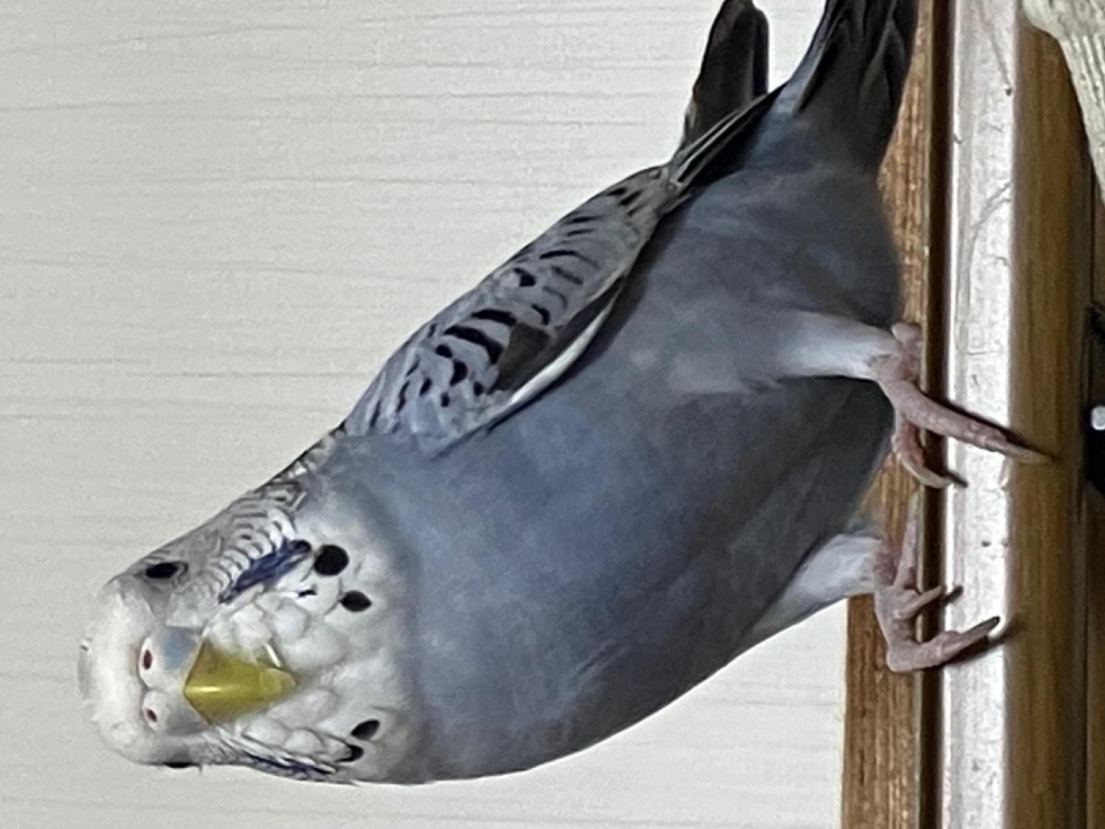 セキセイインコのりんちゃん セキセイインコのりんちゃん