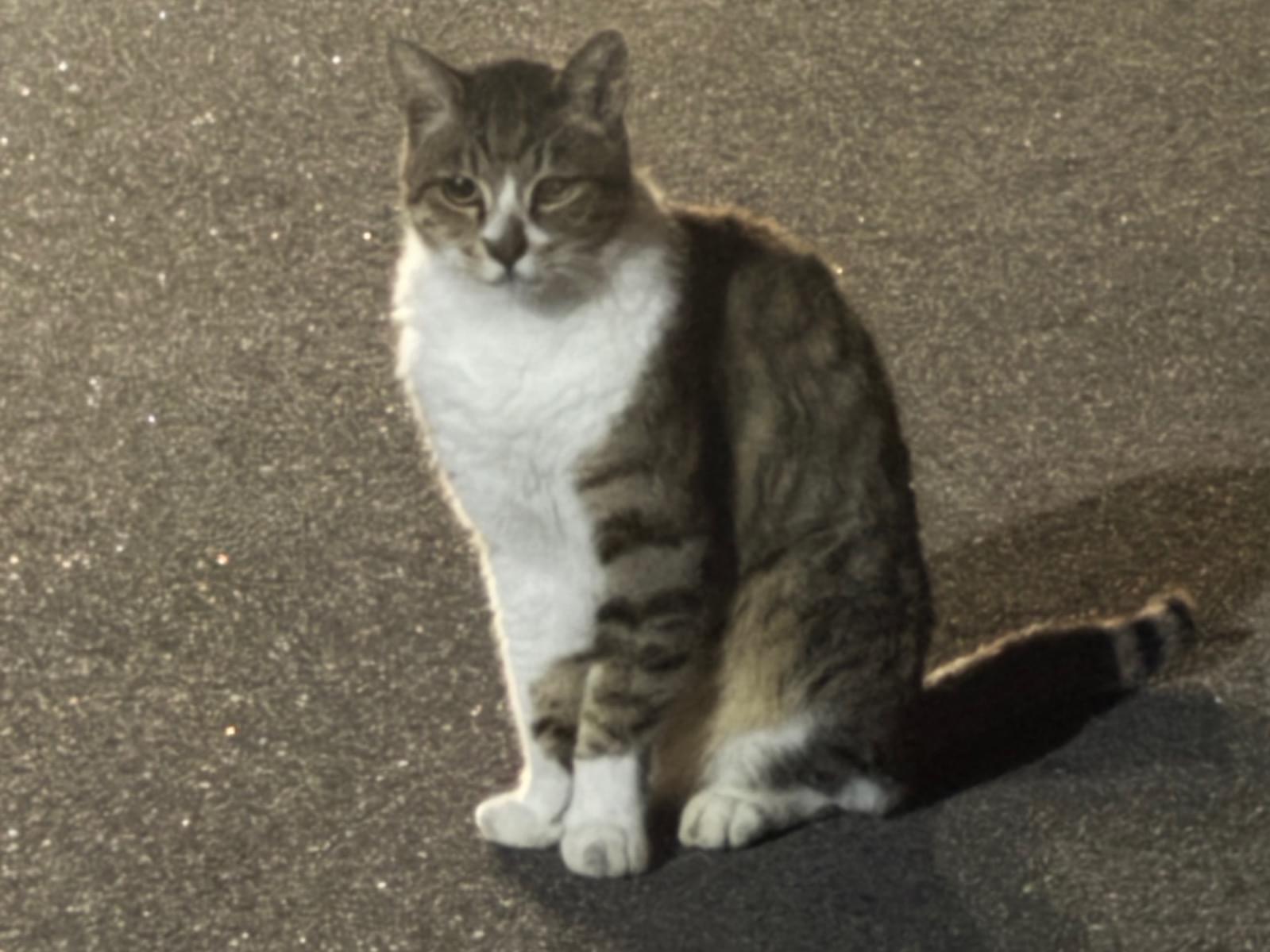 目撃された猫