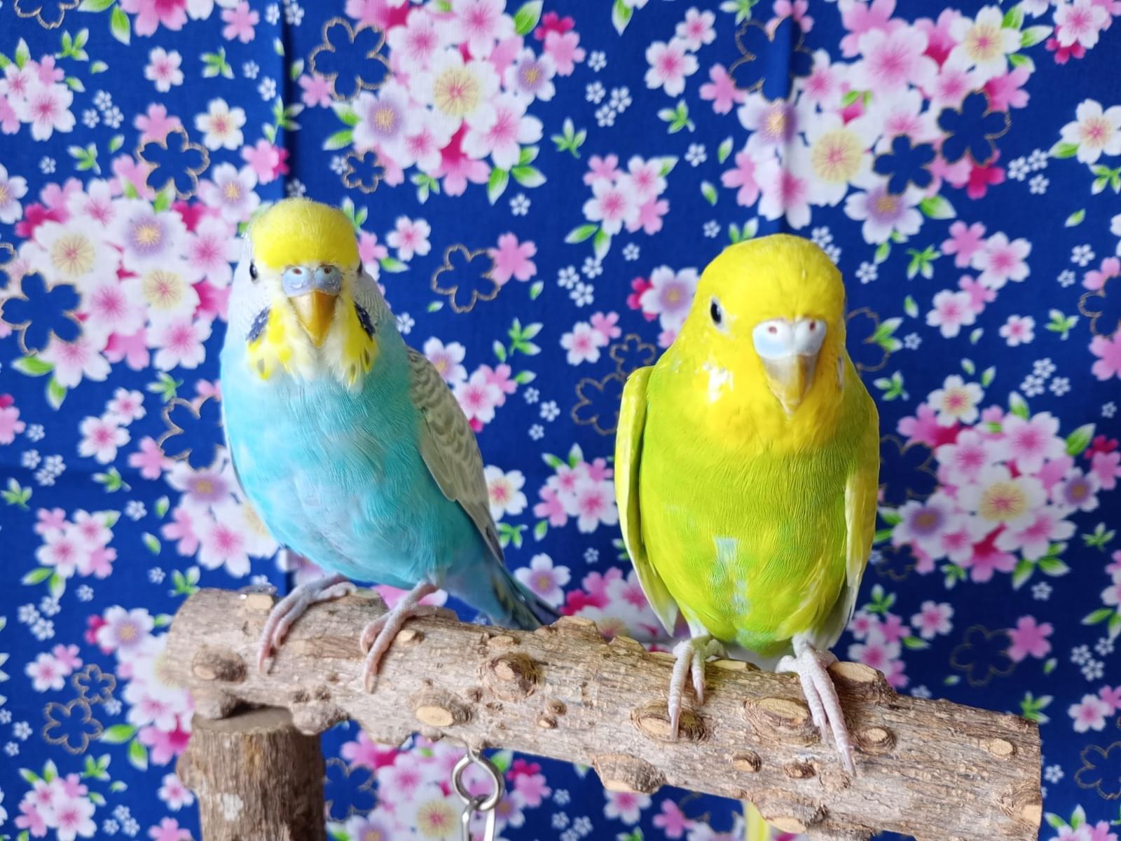 zuan zuan & nao naoちゃん zuan zuan & nao naoちゃん