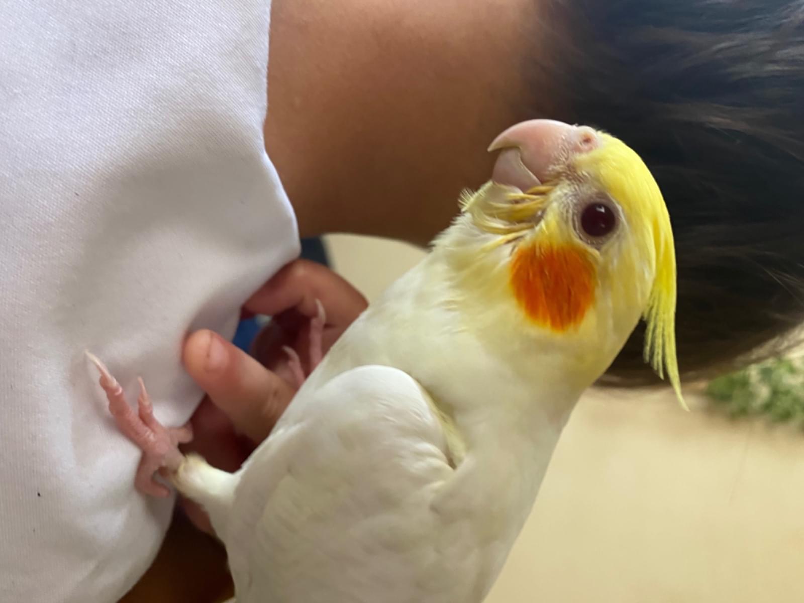 おもちちゃん おもちちゃん