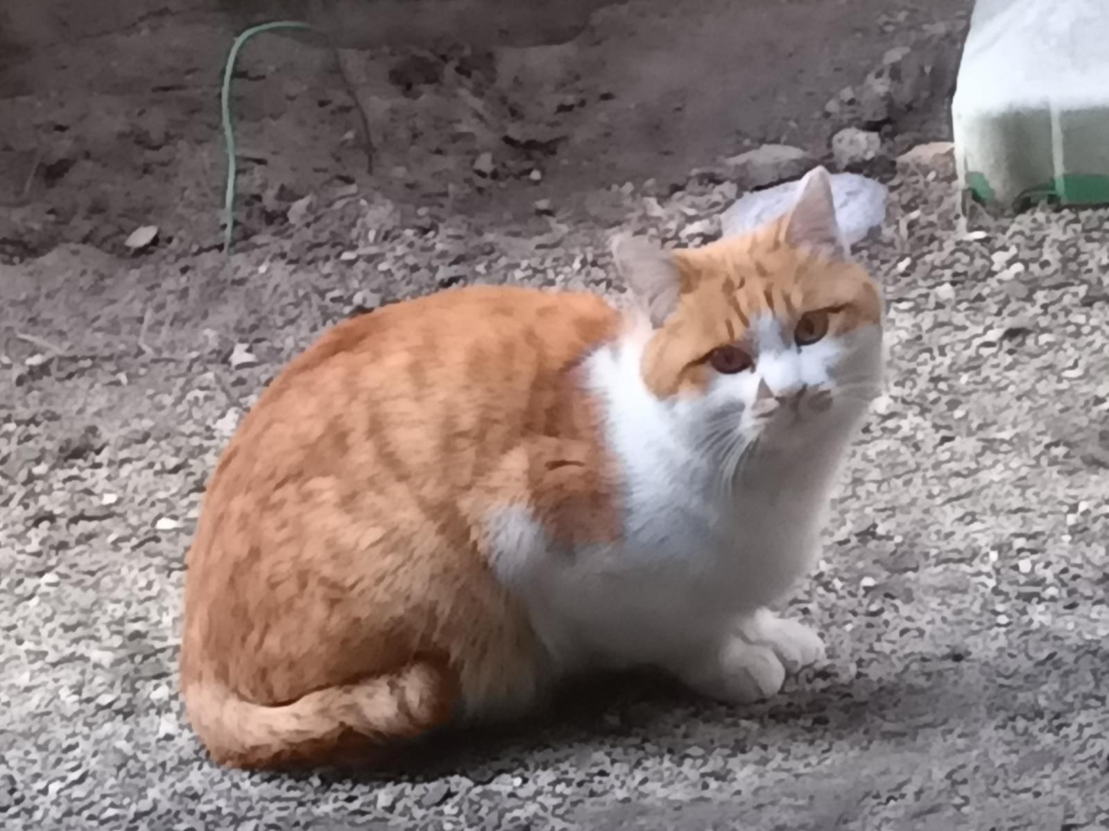 目撃された猫 目撃された猫