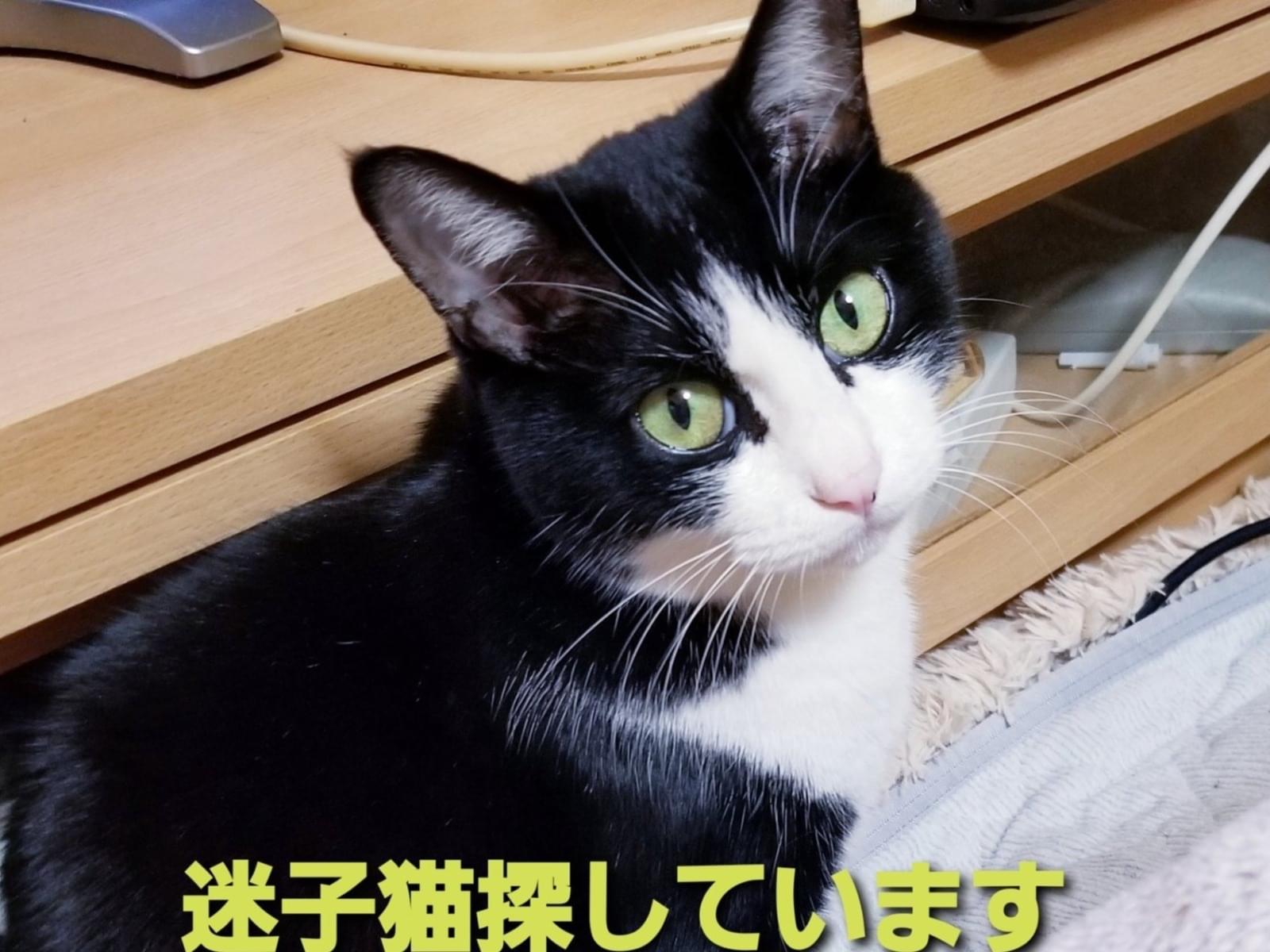 ぴぴちゃん ぴぴちゃん