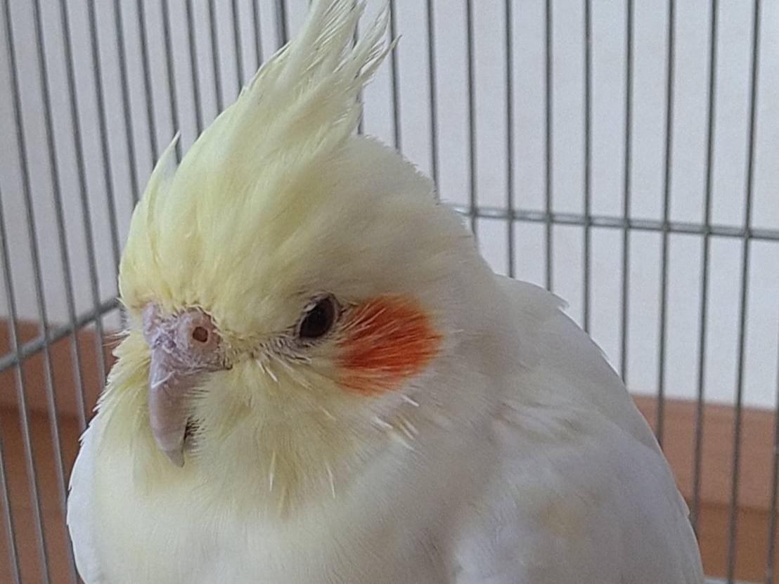 保護された鳥 保護された鳥