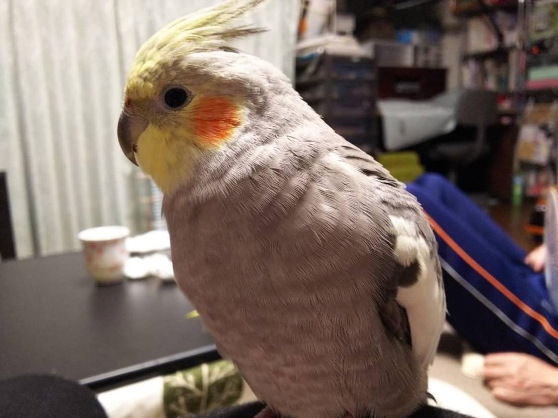 パルちゃん パルちゃん