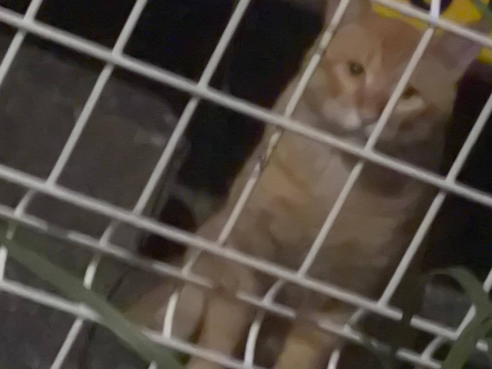 目撃された猫