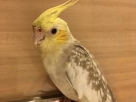 きいちゃん きいちゃん